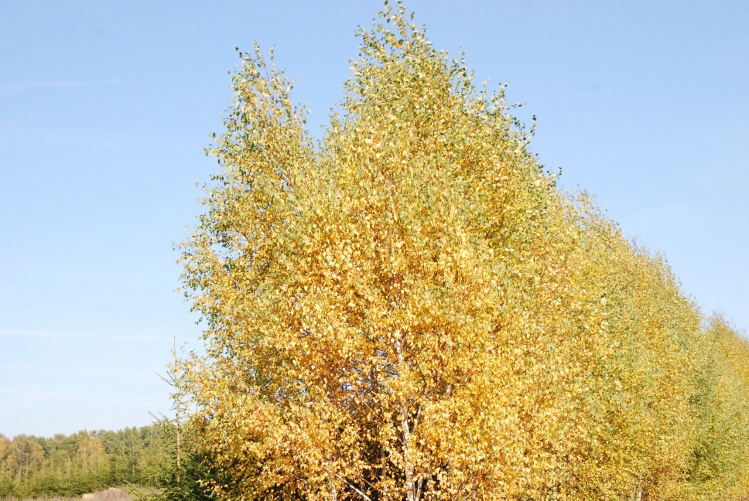 DSC_0245.JPG