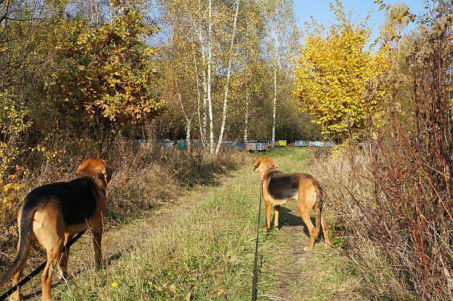 A na koniec spaceru trafiamy do pasieki.