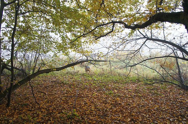 Biegniemy nad rzekę, coś się dzieje
