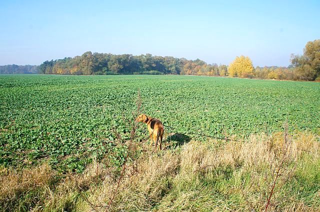 Czata na polu