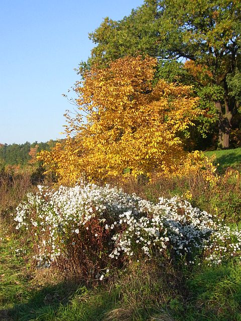 RIMG0725.JPG