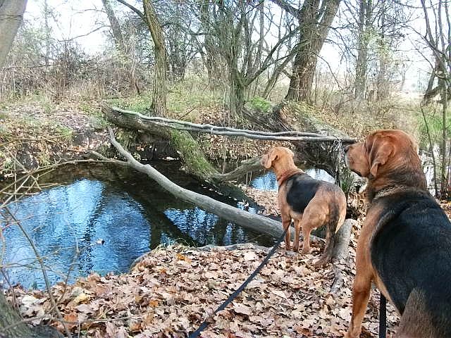 Pieski są trochę zaniepokojone