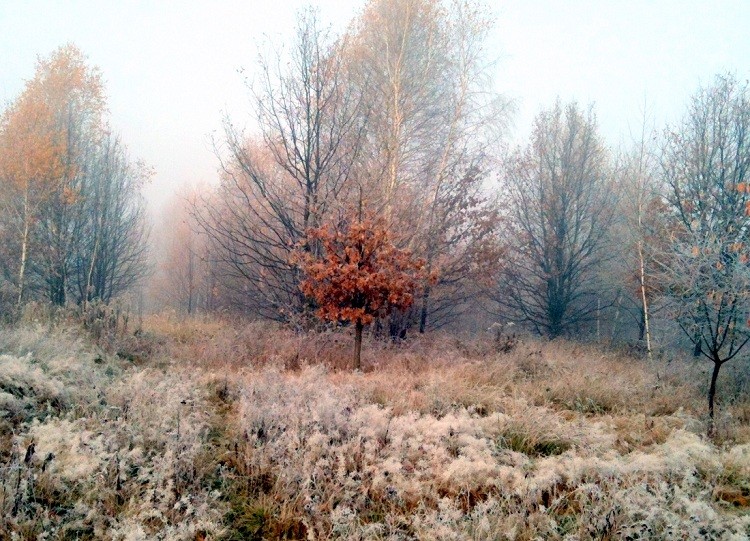 fot.jpg