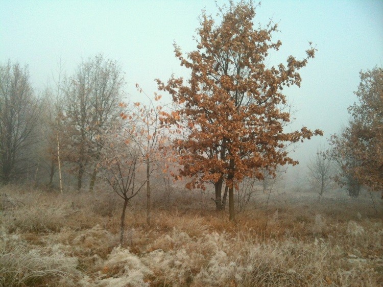 fot5.jpg