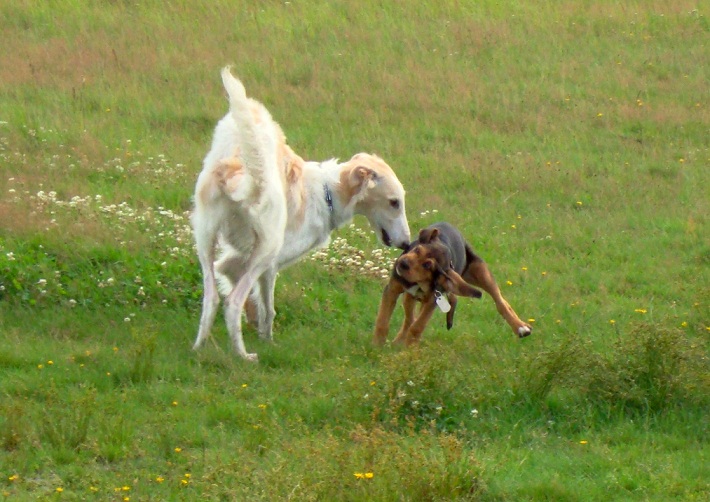 Uchaty i &quot;Chudy&quot;.