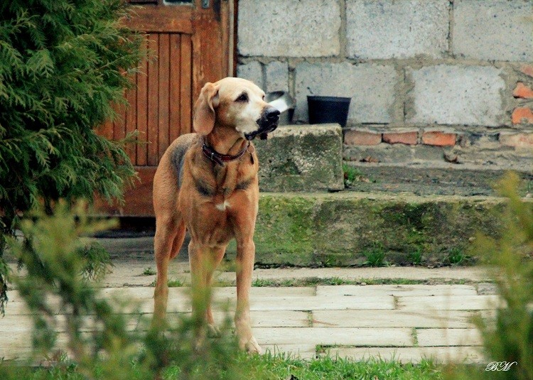 Fuga