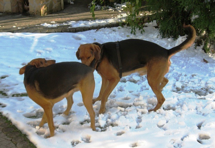 RANDKA W BIELI