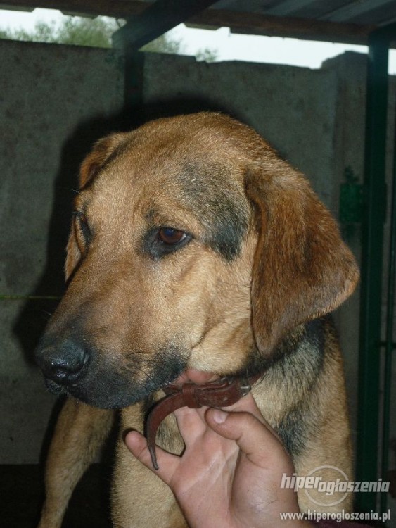 265319-felicja-piekna-madra-suczka-rasy-ogar-polski-szuka-rodziny-1.jpg