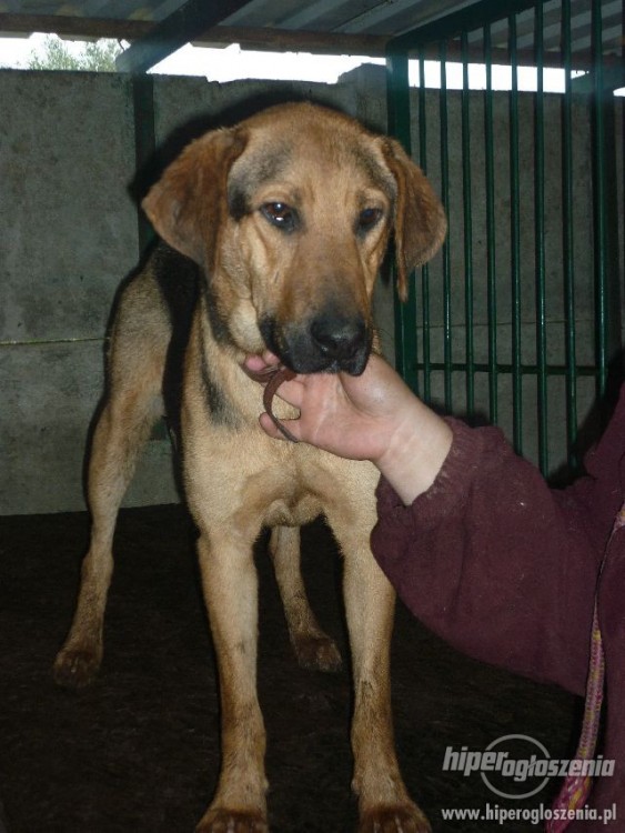 265319-felicja-piekna-madra-suczka-rasy-ogar-polski-szuka-rodziny-2.jpg