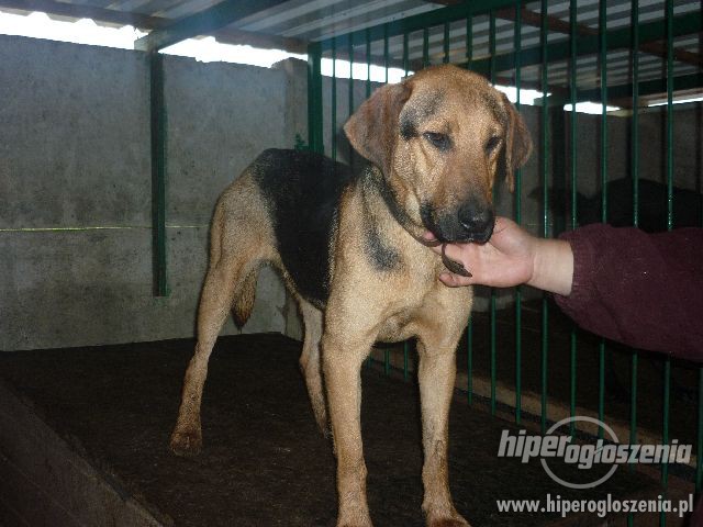 265319-felicja-piekna-madra-suczka-rasy-ogar-polski-szuka-rodziny-3.jpg