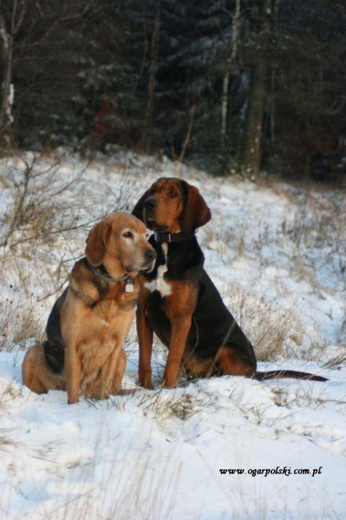 Duet.
