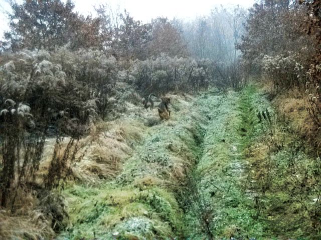 Dawaj Gabi, kierunek – chaszcze!!!