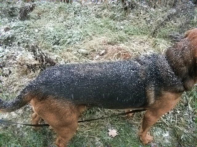 Na początku skromnie sypało śnieżkiem, ale potem to zrobiła się mała zadymka