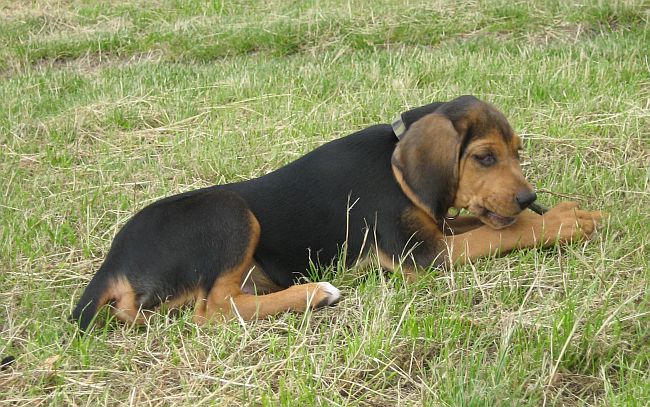 Obgryzanie patyka :]