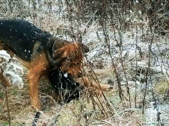 No wreszcie go powaliłem.