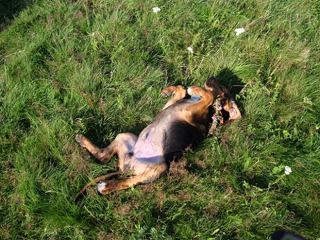 Spanko :)