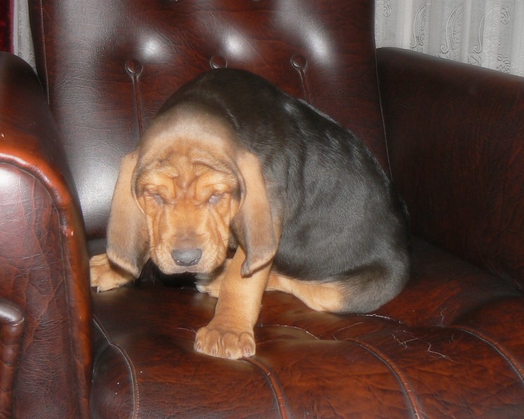 Prawie jak shar pei ;)