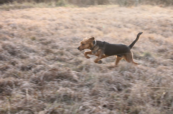run_run_forest.jpg