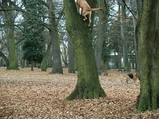 A  tu Sasza na drzewie
