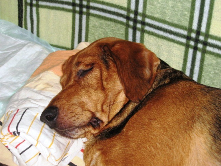 matka utrudzona
