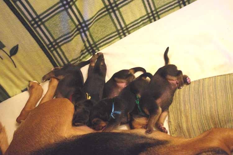 ogonek macha = mleko leci.jpg