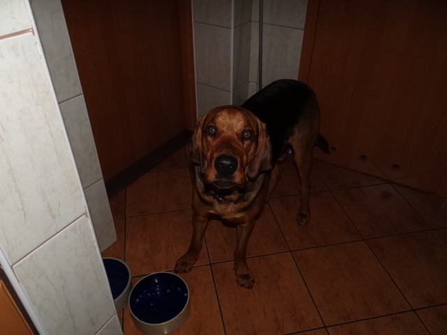 Halo, halo...miska jest pusta!!! Gdzie mój obiad????