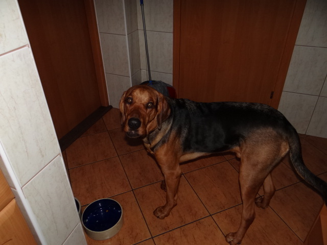 To dajesz jeść, czy idziemy na spacer???