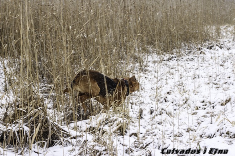calveciki 01.13 (35 of 61).jpg