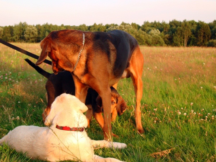 Duży ogar, mały ogar i labradorek.