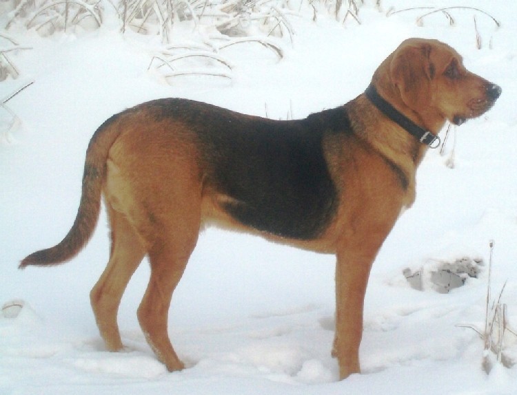 Lycek1.jpg