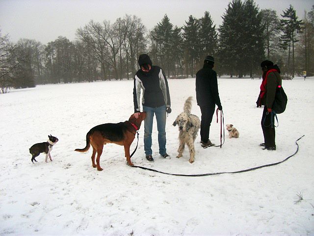 A na dole – małe pieski.
