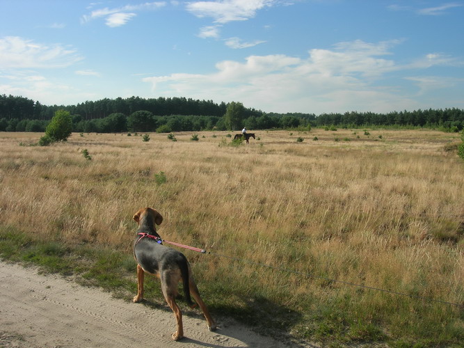 koń.jpg