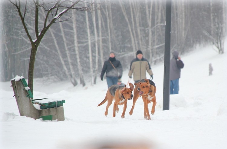 Uchaty i Coda wracają z wojaży :)