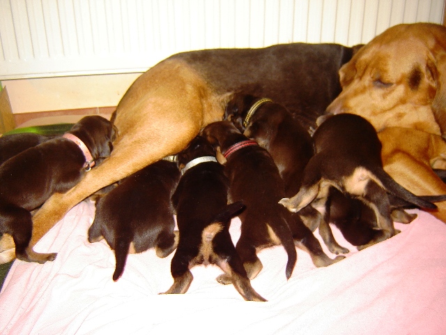 karmienie 15 dzień.JPG