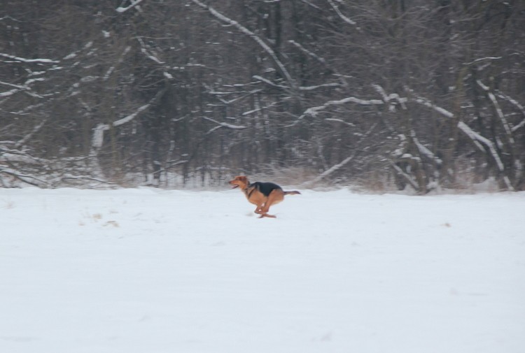 Szalejący Raptor