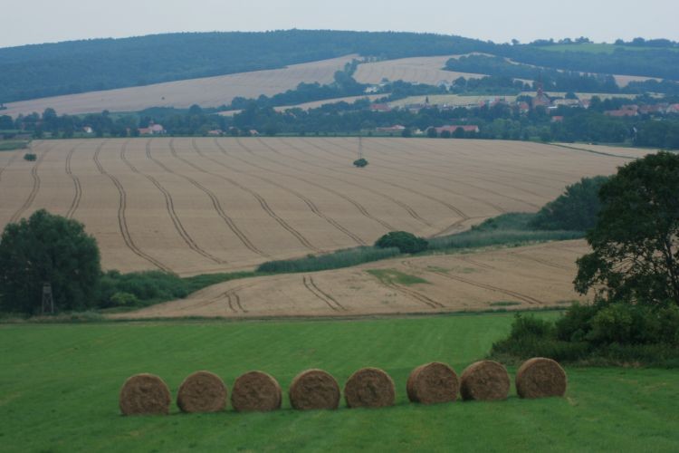 a po tych belkach skaczę 1,2,3...tylko pańcia musi mi pokazywać i nie ma kto fotek robić