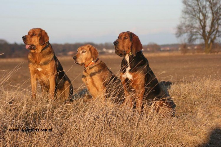 luty 2012 233.jpg