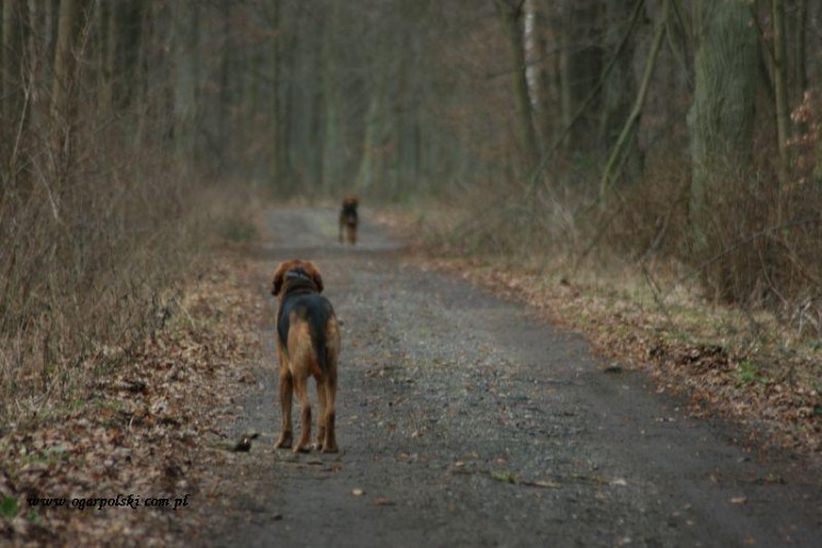 Rzepin sylwester 2012 105.jpg