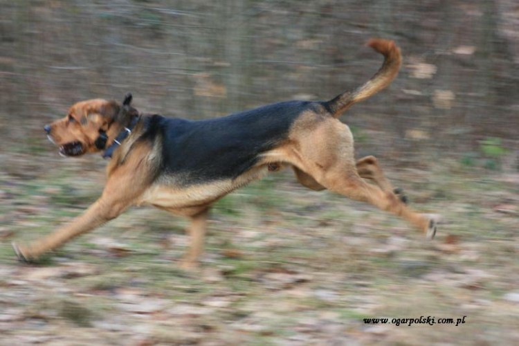 Rzepin sylwester 2012 136.jpg