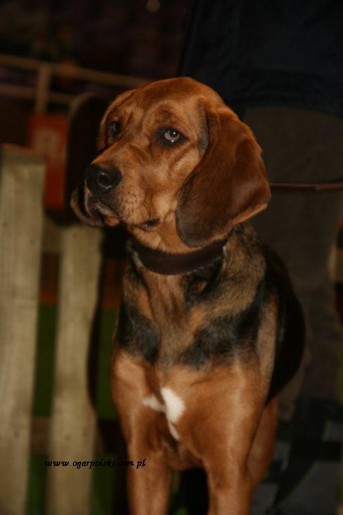 Orla.