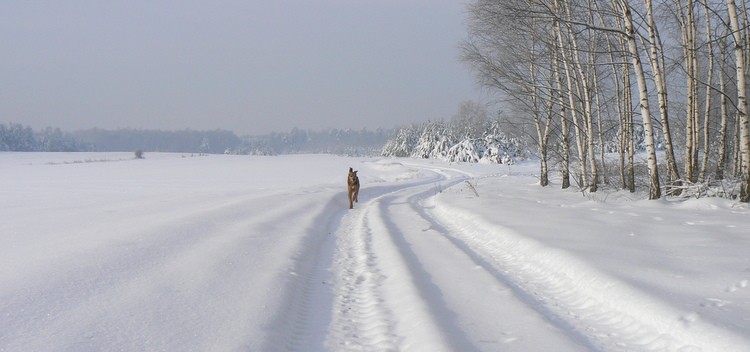 Taka piękna zima była u nas jeszcze 27. stycznia...
