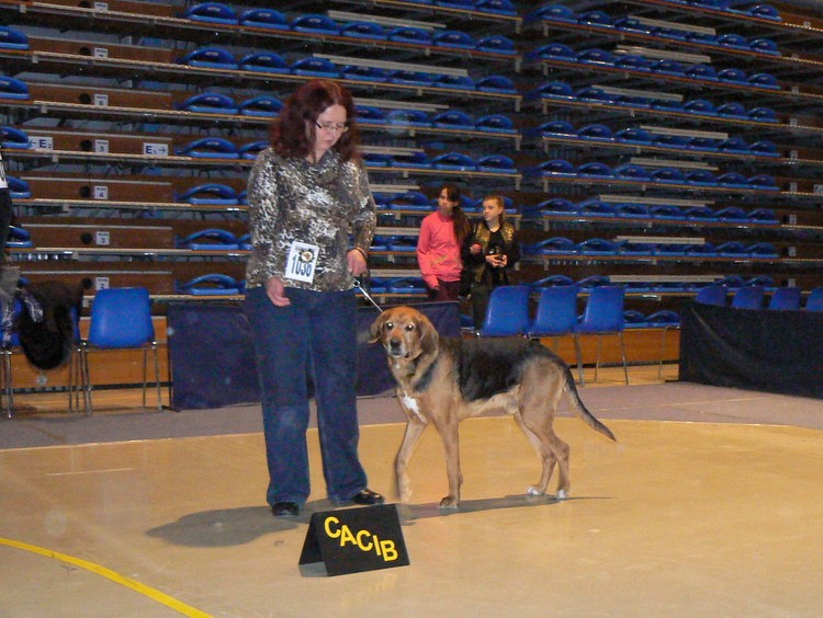 Zwycięzca, CACIB