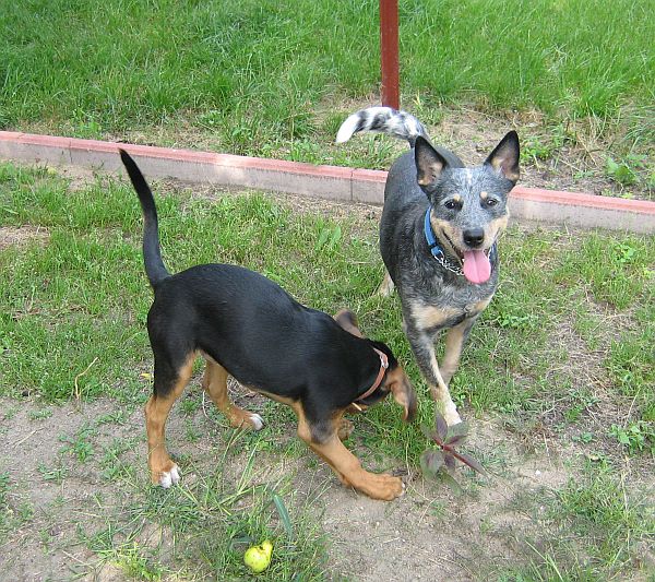 Blue i Urwis - nie ma to jak &quot;polowanie&quot; na jabłka i gruszki - kształtem przypominają piłki, a jeszcze do tego są smaczne ;))))