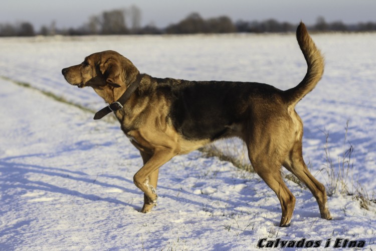 calveciki_luty-24.jpg