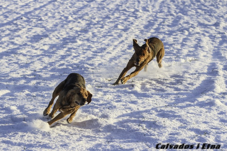 calveciki_luty-39.jpg