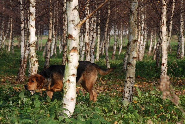 LISTOPAD 2012  (2) (640x430).jpg