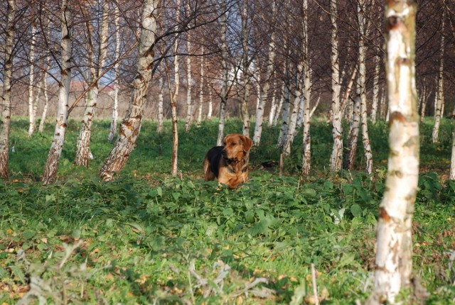 LISTOPAD 2012  (3) (640x430).jpg