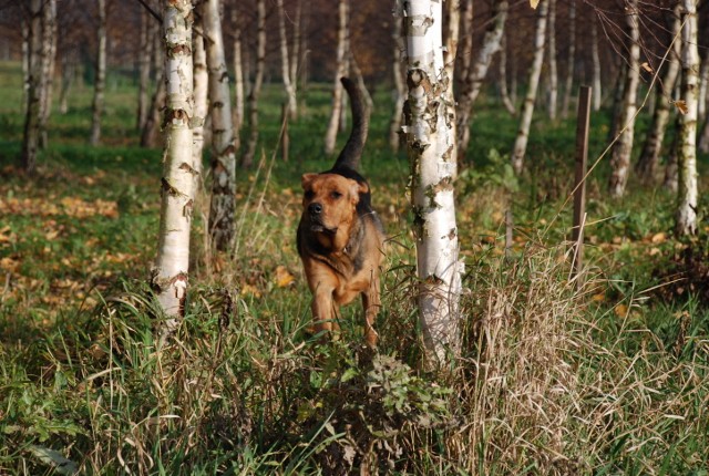 LISTOPAD 2012  (4) (640x430).jpg