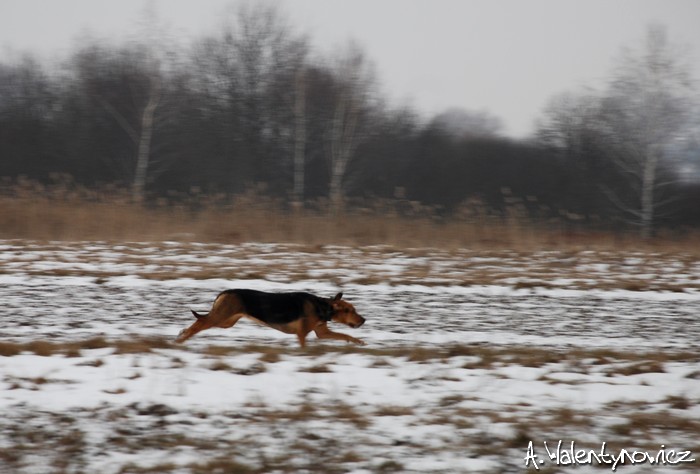 Spacer z Cygą 17.02.2013 059.jpg