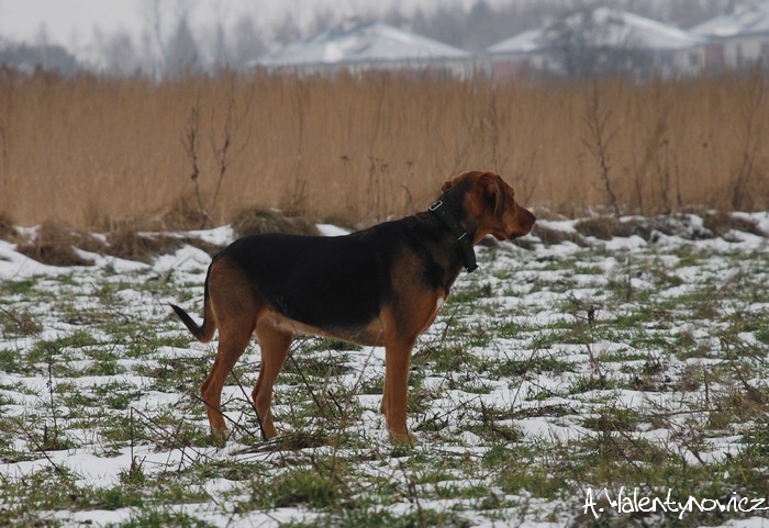 Spacer z Cygą 17.02.2013 074.jpg
